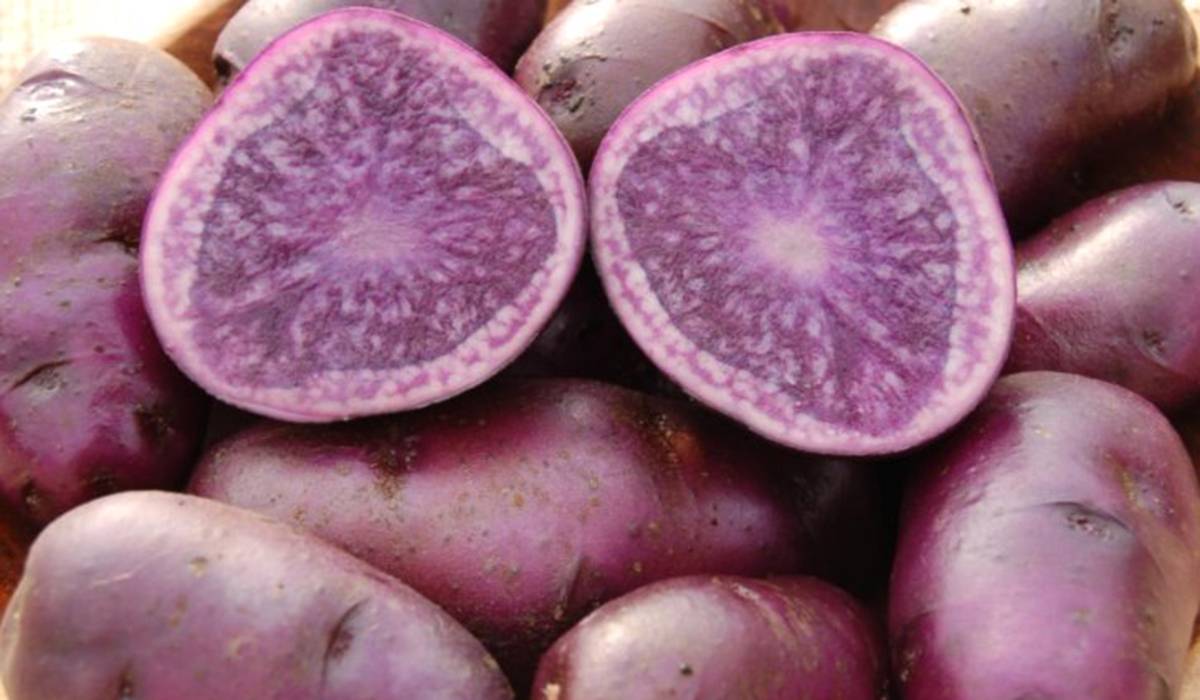 Фиолетовый картофель: полезные свойства, сорта синей картошки (перуанской) – фото, польза и вред, характеристики