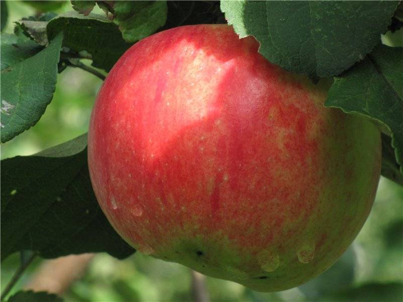 Сорт яблони болотовское фото и описание