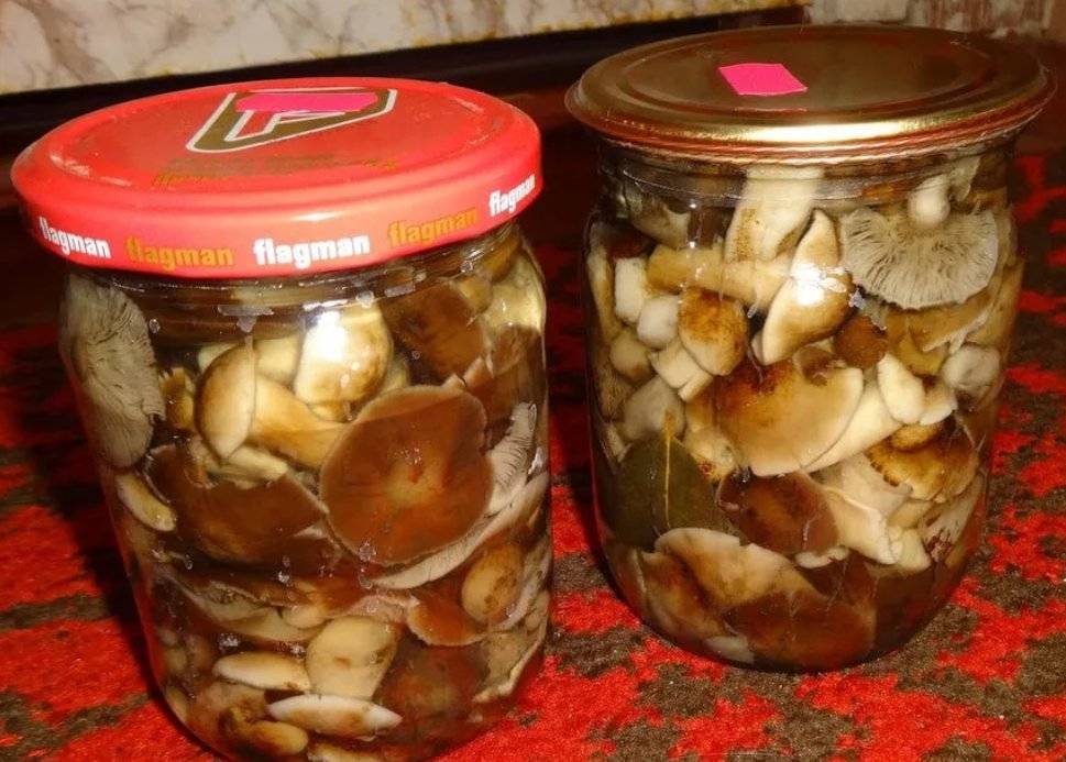 Как правильно замариновать грибы на зиму в банках: советы и рецепты
