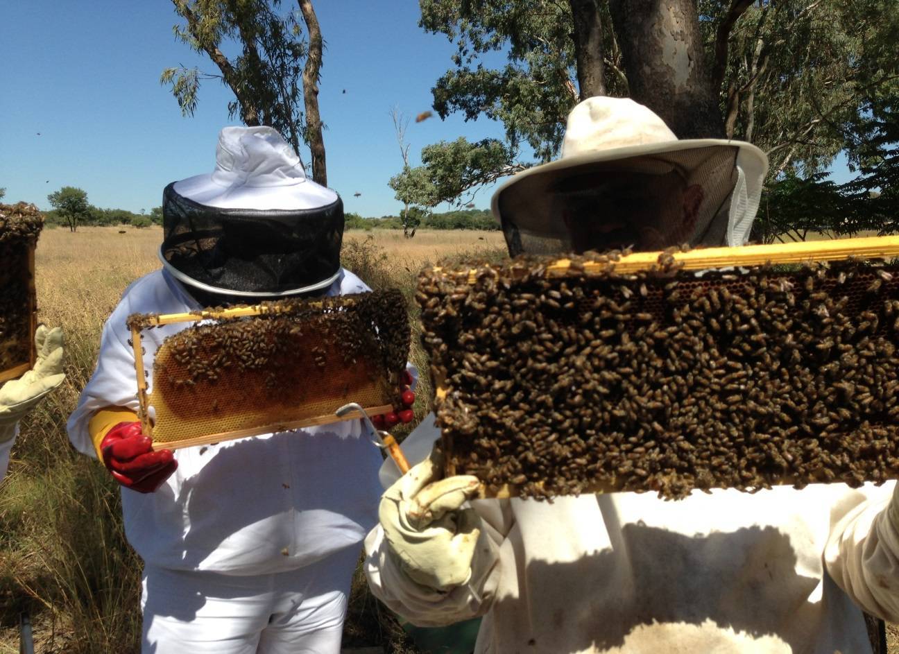 Пчеловодство как бизнес: выгодно ли этим заниматься, подробный план развития пасеки, отзывы предпринимателей и прочее