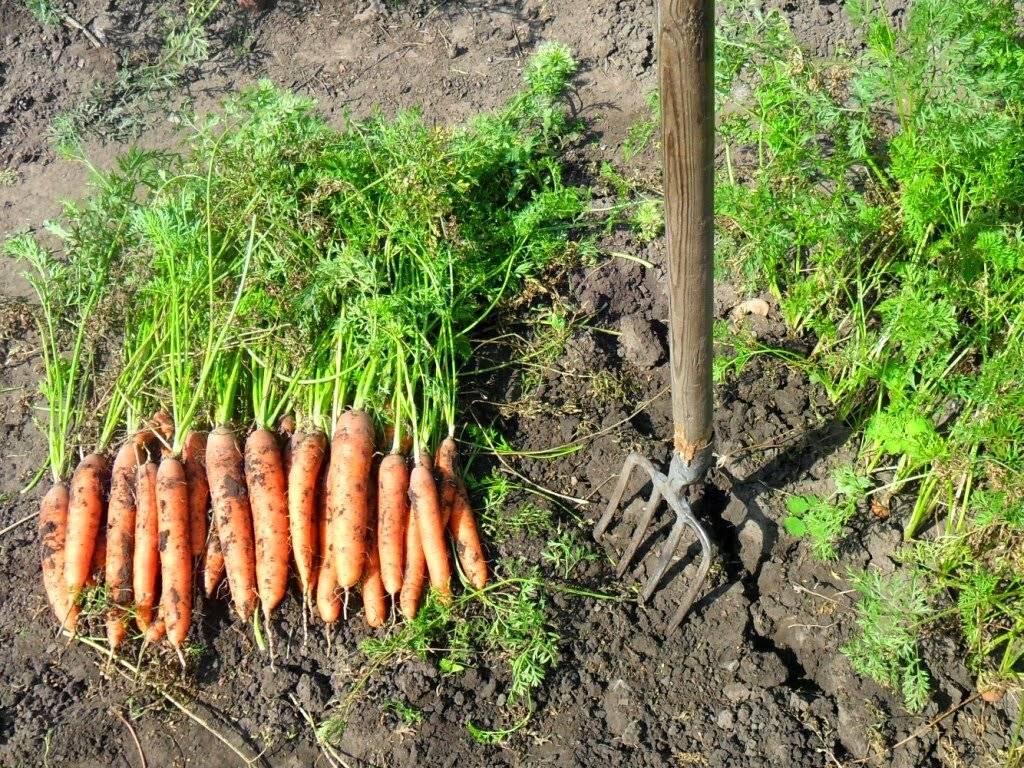 Когда и как убирать урожай моркови с грядки: сроки, правила, подготовка к хранению