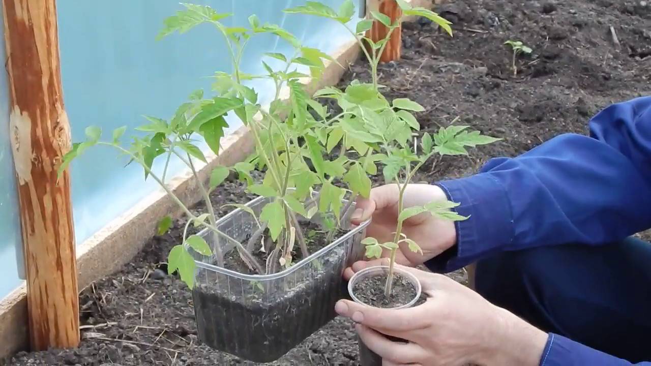 Описание лучших сортов томата черри: выращивание в открытом грунте и уход за всходами