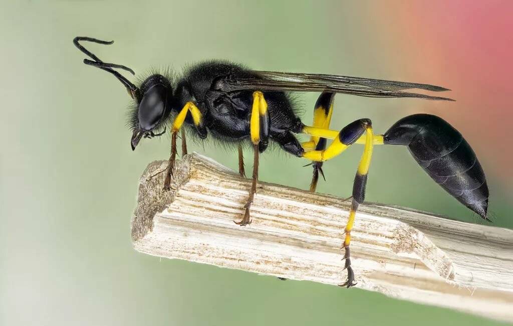 Пчела-плотник. образ жизни, где обитает и как выглядит (фото)