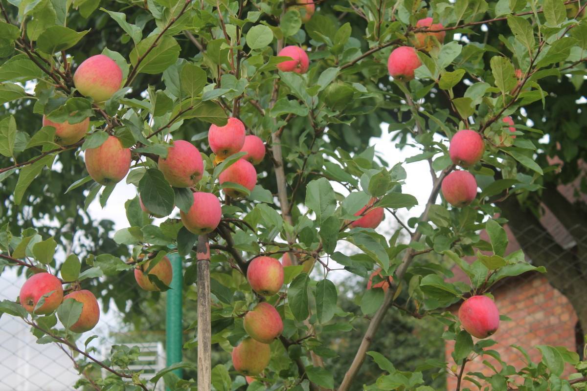 Описание и правила выращивания яблони сорта братчуд