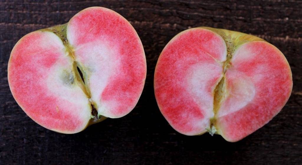 Яблоня розовый жемчуг: описание сорта, фото и отзывы