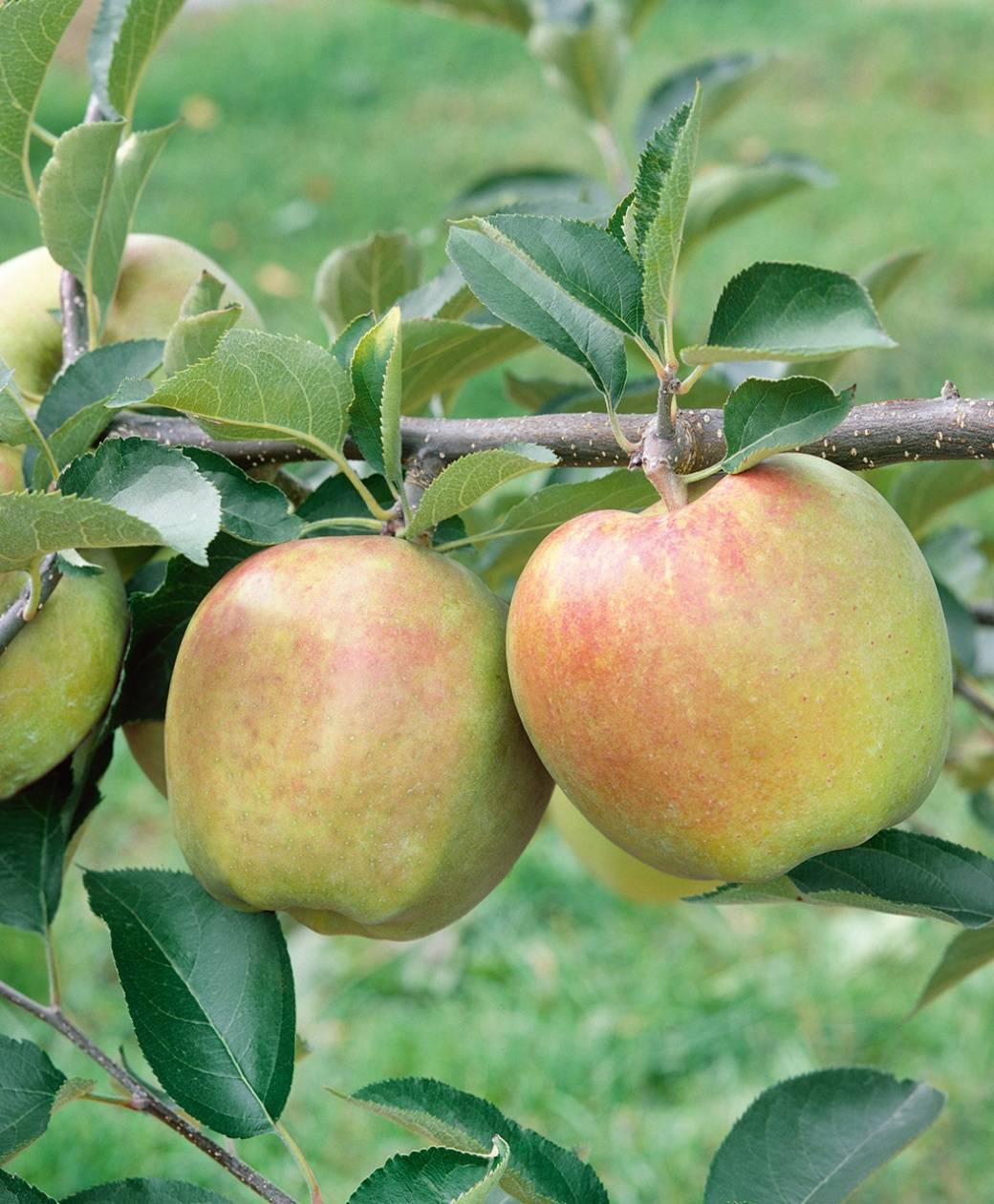 Яблоня фуджи кику: особенности сорта и ухода