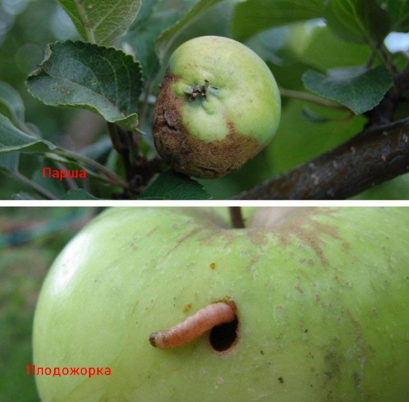 Декоративная яблоня