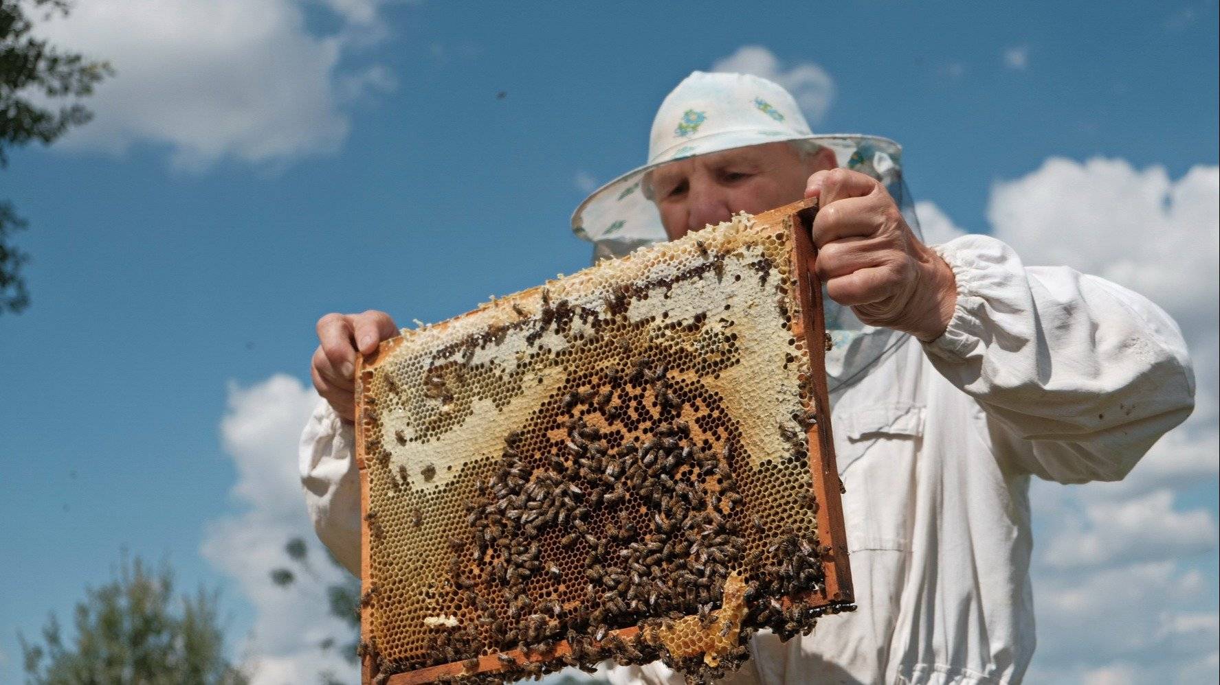 Пчеловодство республики башкортостан: состояние, проблемы, перспективы развития