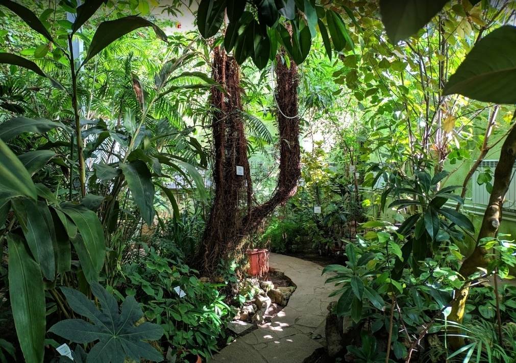 Ботанический сад самара: история создания, особенности, коллекции и экспозиции, режим работы