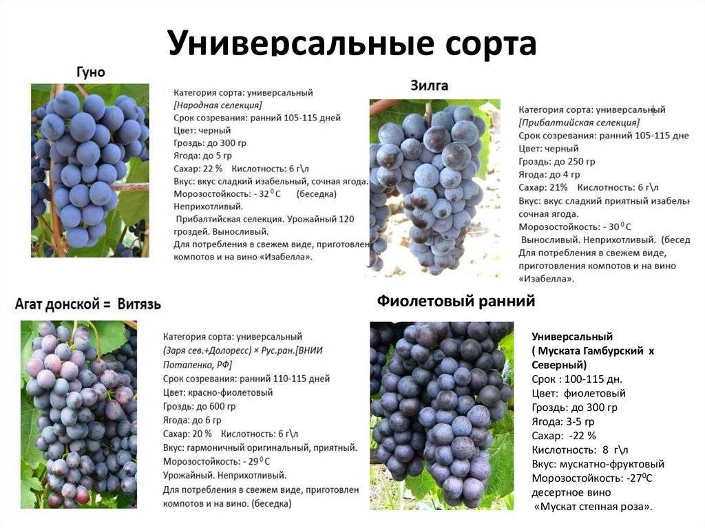 Сорт винограда ранний фиолетовый — особенности выращивания