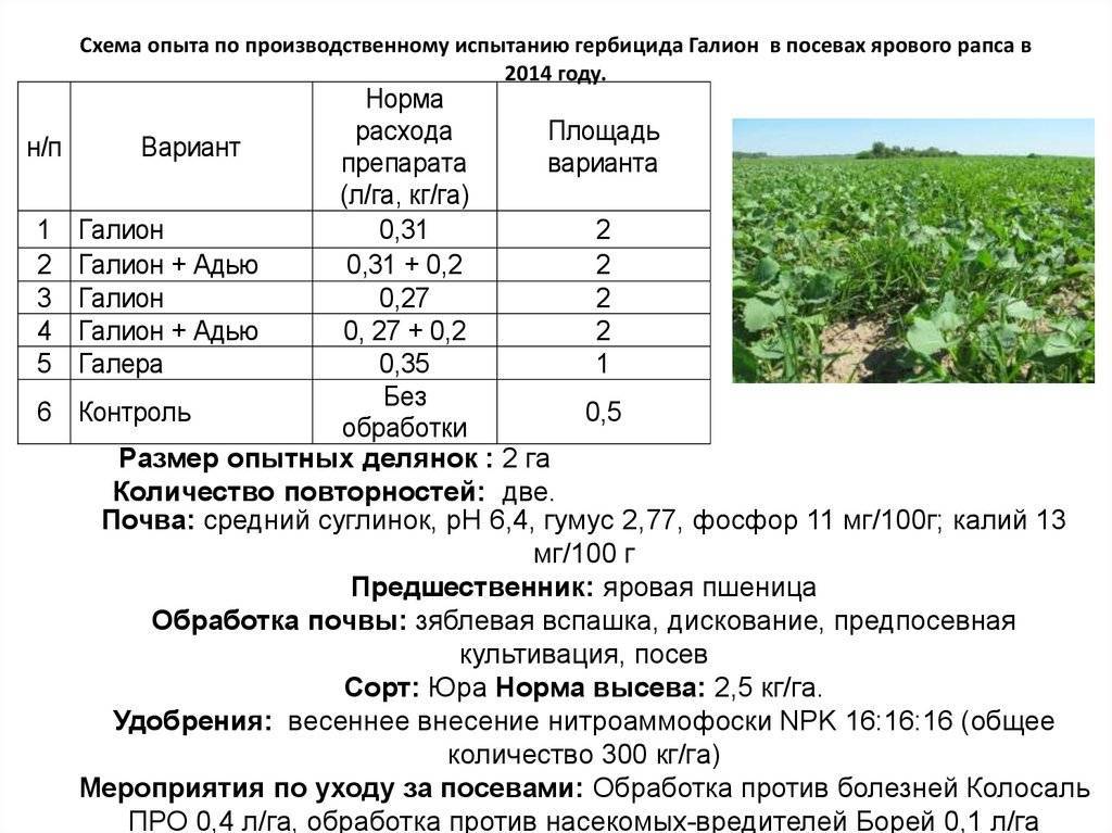 Таблица совместимости сидератов и овощных культур. растения-сидераты