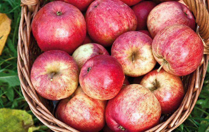 Зимние сорта яблок - дачная жизнь