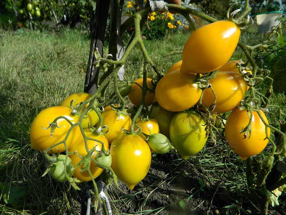 Желтые помидоры: лучшие сорта для открытого грунта, особенности популярных сортов | polemo.ru - дача, огород и сад.