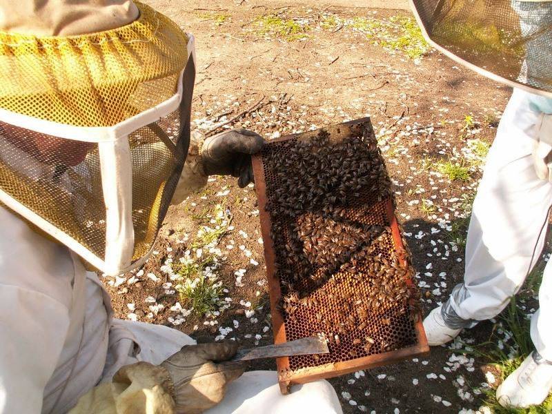 Пчеловодство для начинающих: пошаговая инструкция с чего начать и как развить пасеку (110 фото)
