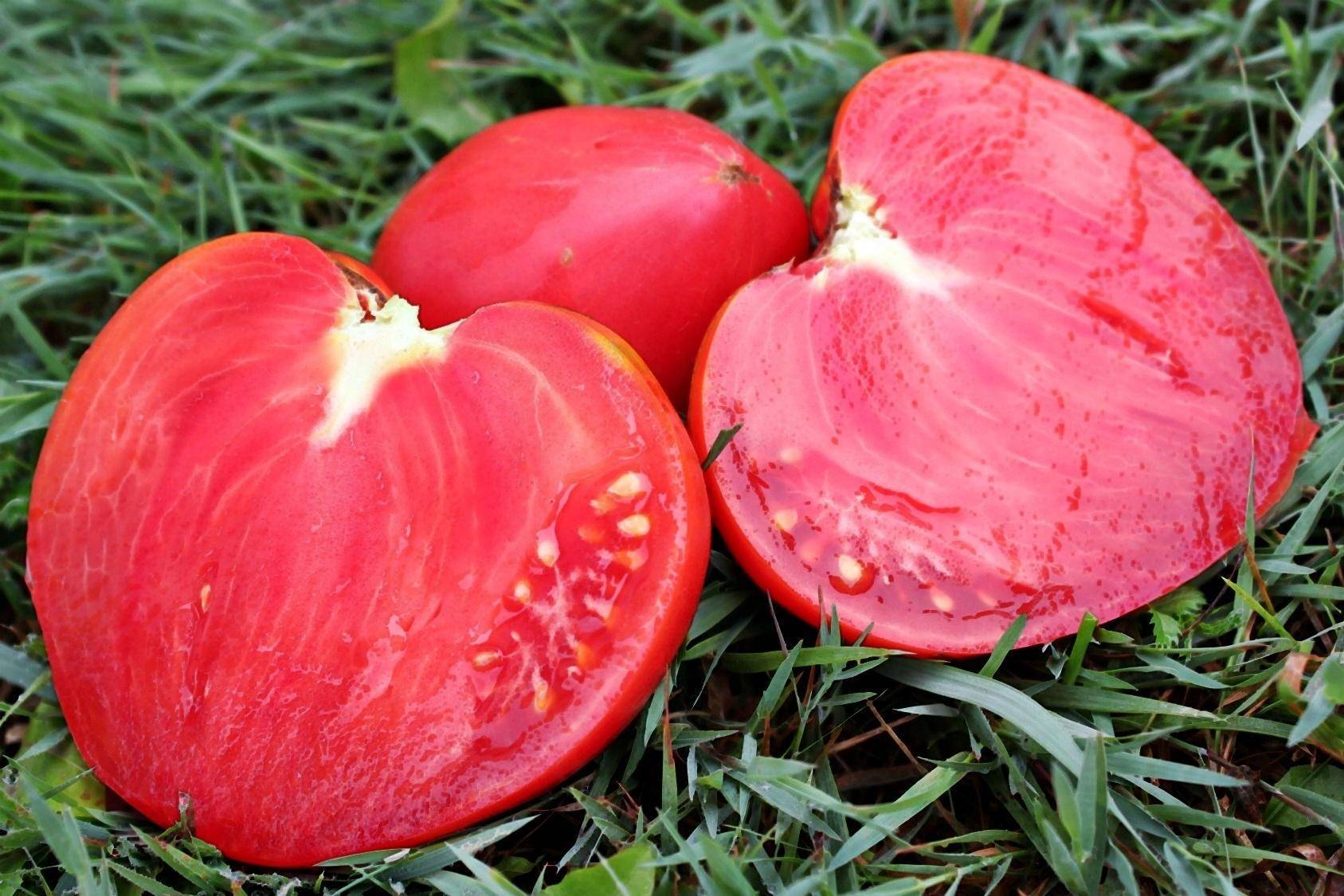 Томат мазарини отзывы и фото раннего сорта помидоров высокой урожайности
