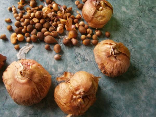 Размножение гладиолусов: способы, подготовка луковиц, их хранение