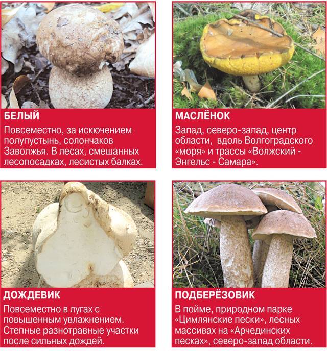 Грибы в самарской области 2020: грибные места, карта, фото