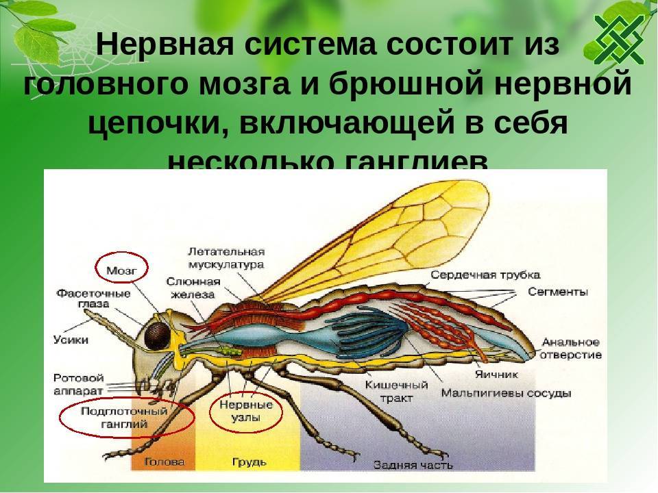 Нервная система насекомых презентация