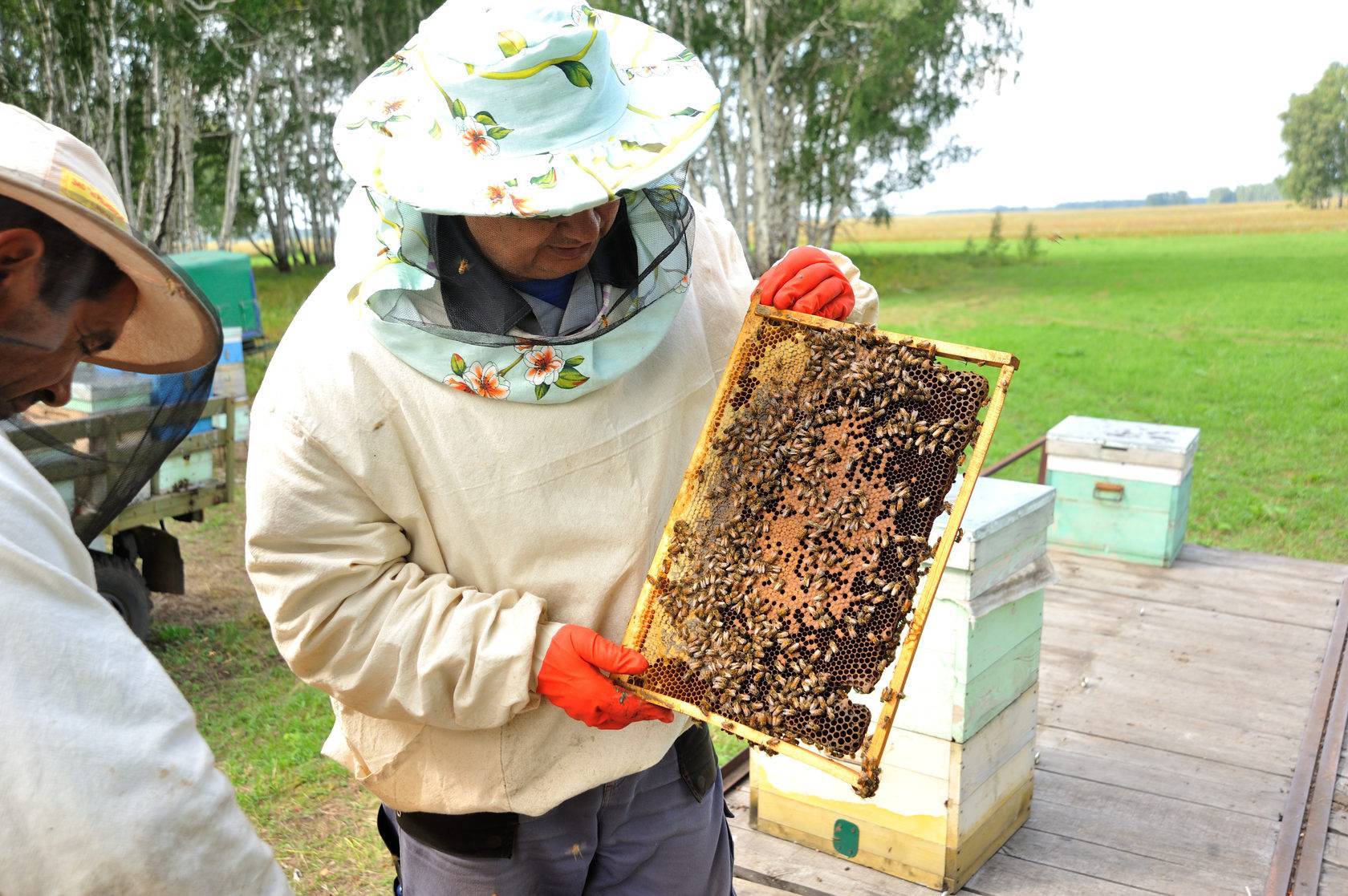Пчеловодство на донбассе | четыре монолога женщин-пчеловодов с донбасса  | свои.city