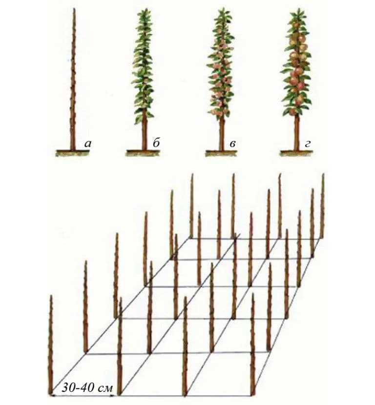 Яблоня колоновидная сорта малюха: ботаническое описание и характеристика, особенности выращивания и ухода, фото