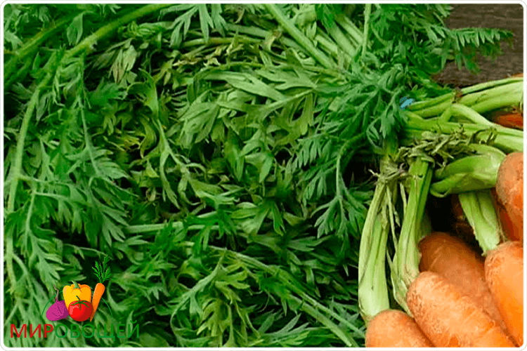 Морковная ботва: лечебные свойства, противопоказания, как приготовить
