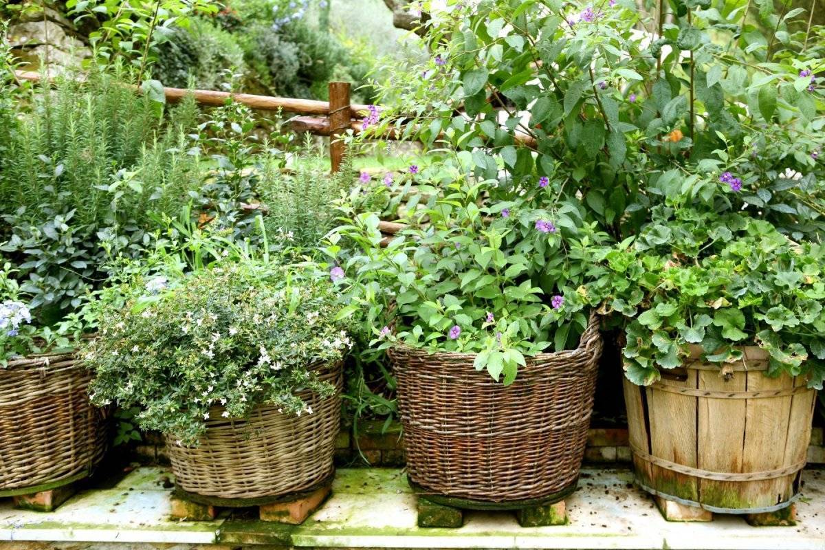 Горшечный сад: 100 фото красивых примеров, выбор растений