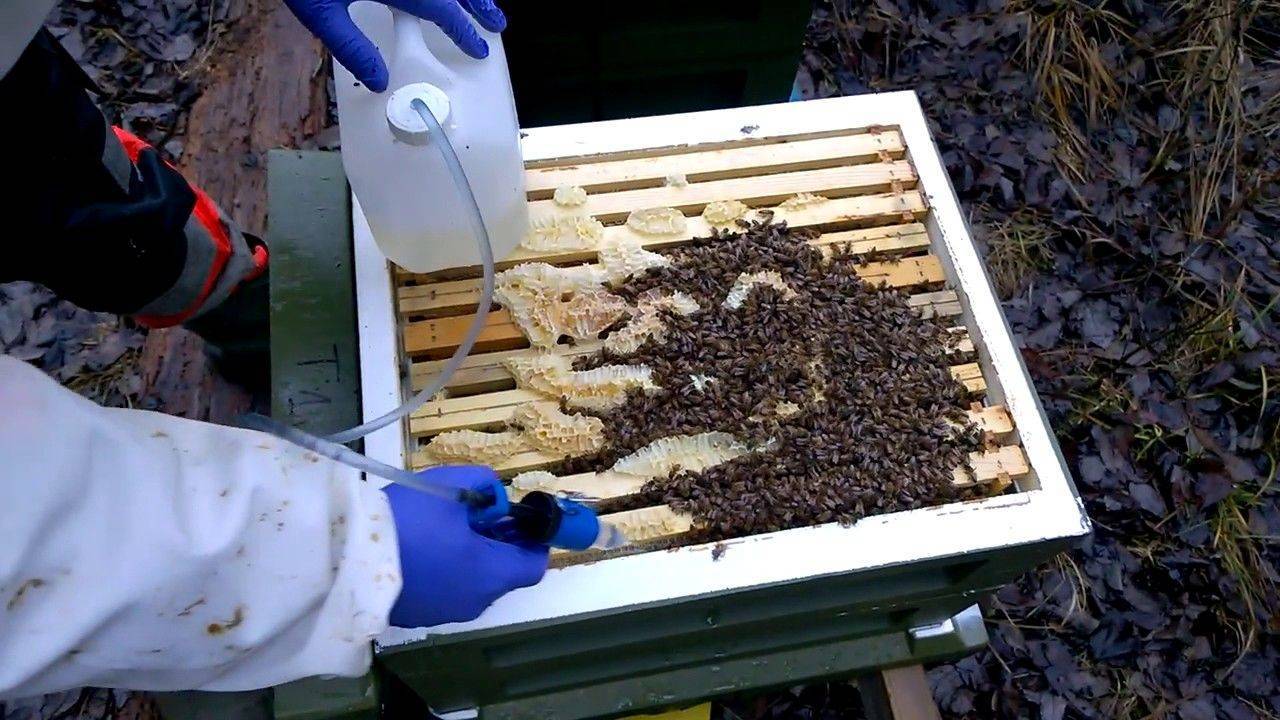 Обработка пчел муравьиной кислотой от варроатоза: как применять муравьинку для профилактики клеща на пасеке