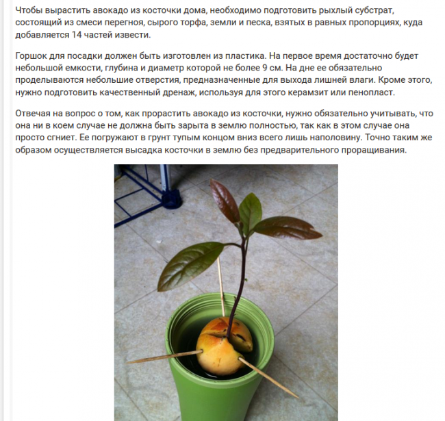 Как вырастить авокадо из косточки в домашних условиях: правила посадки и ухода