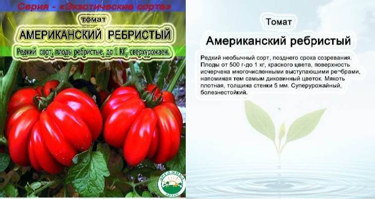 Характеристика и особенности ухода американского ребристого томата