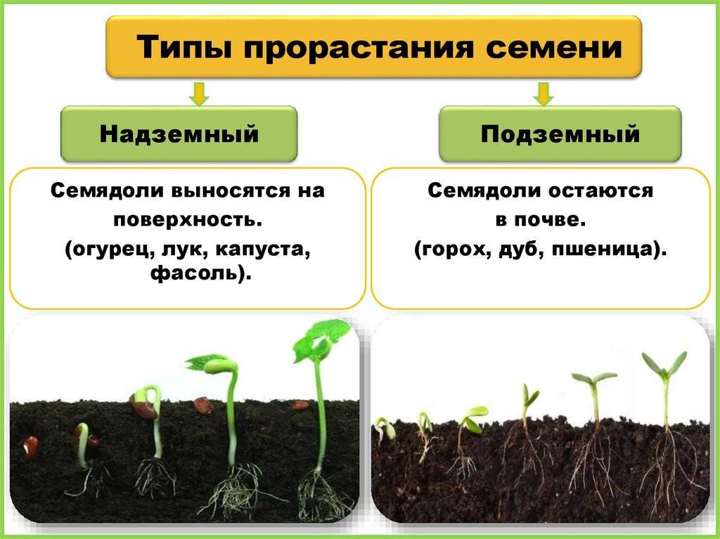 3 простых способа определения всхожести семян