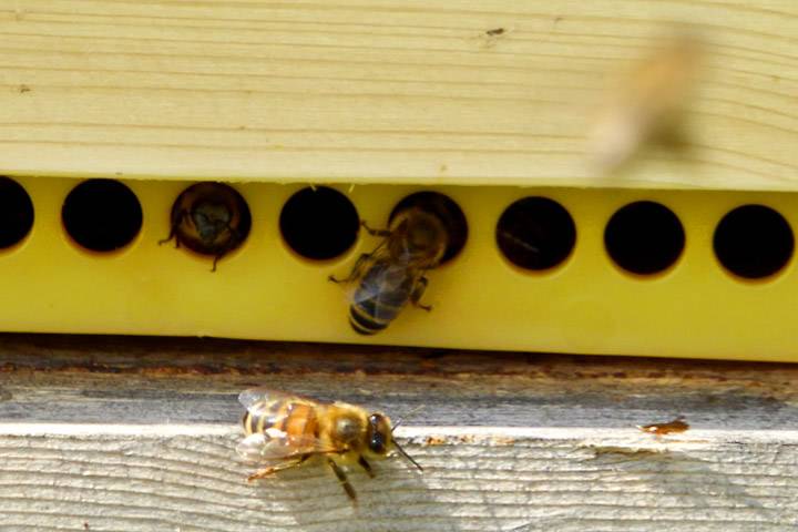 Приметы про пчел