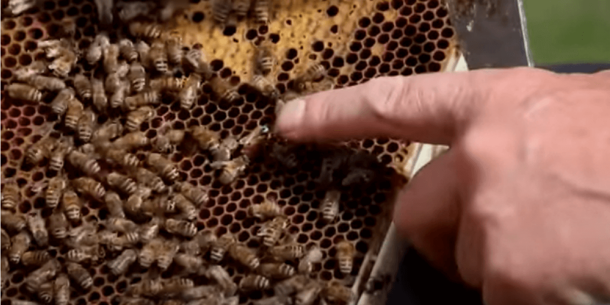 Как сделать отводки пчел весной без матки: условия для получения новой семьи