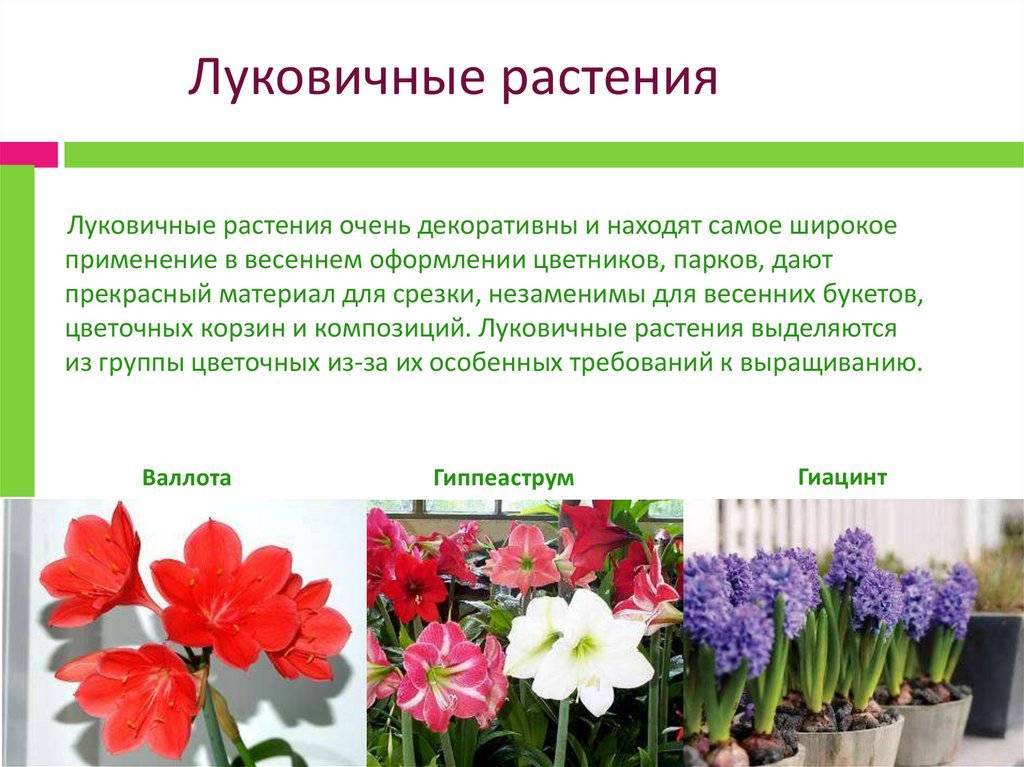 Каталог луковичных цветов: описание 21 сорта (фото) +отзывы