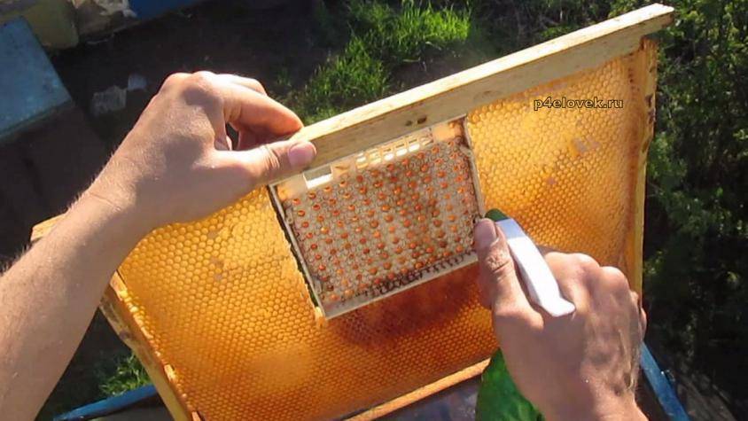 Подкормка пчел весной – матковод амг – карника, бакфаст, итальянка