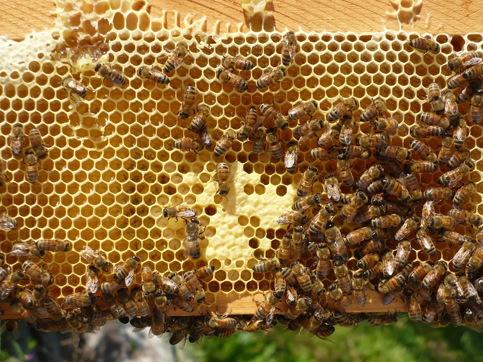 Применение личинок пчел для лечения - советы народной мудрости
                                             - 10 апреля
                                             - 43703603140 - медиаплатформа миртесен
