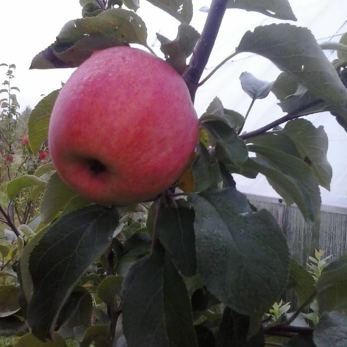 Элитный сорт яблони строевское с устойчивостью к парше - медоносы | описание, советы, отзывы, фото и видео