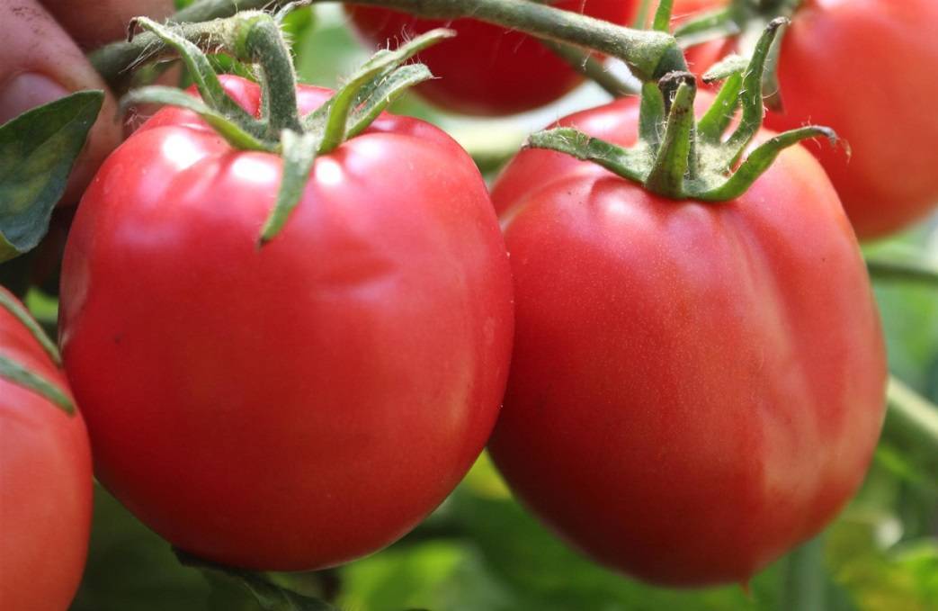 Актуальный на сегодня рейтинг лучших сортов помидор для теплиц на 2022 год.