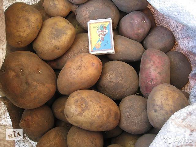 Картофель славянка: особенности сорта, описание, урожайность, отзывы