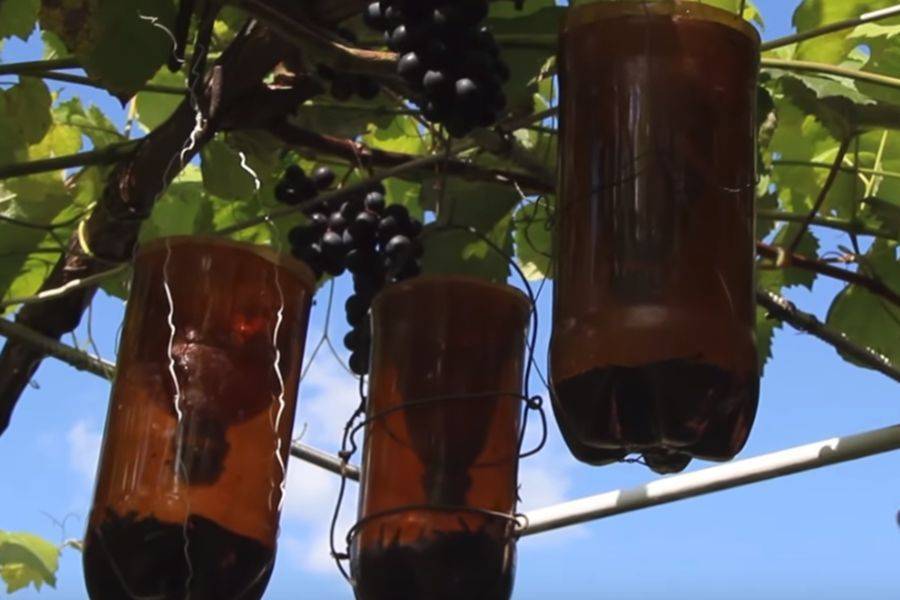 Как уберечь виноград от ос и пчел, и спасти от птиц - vinograd-loza