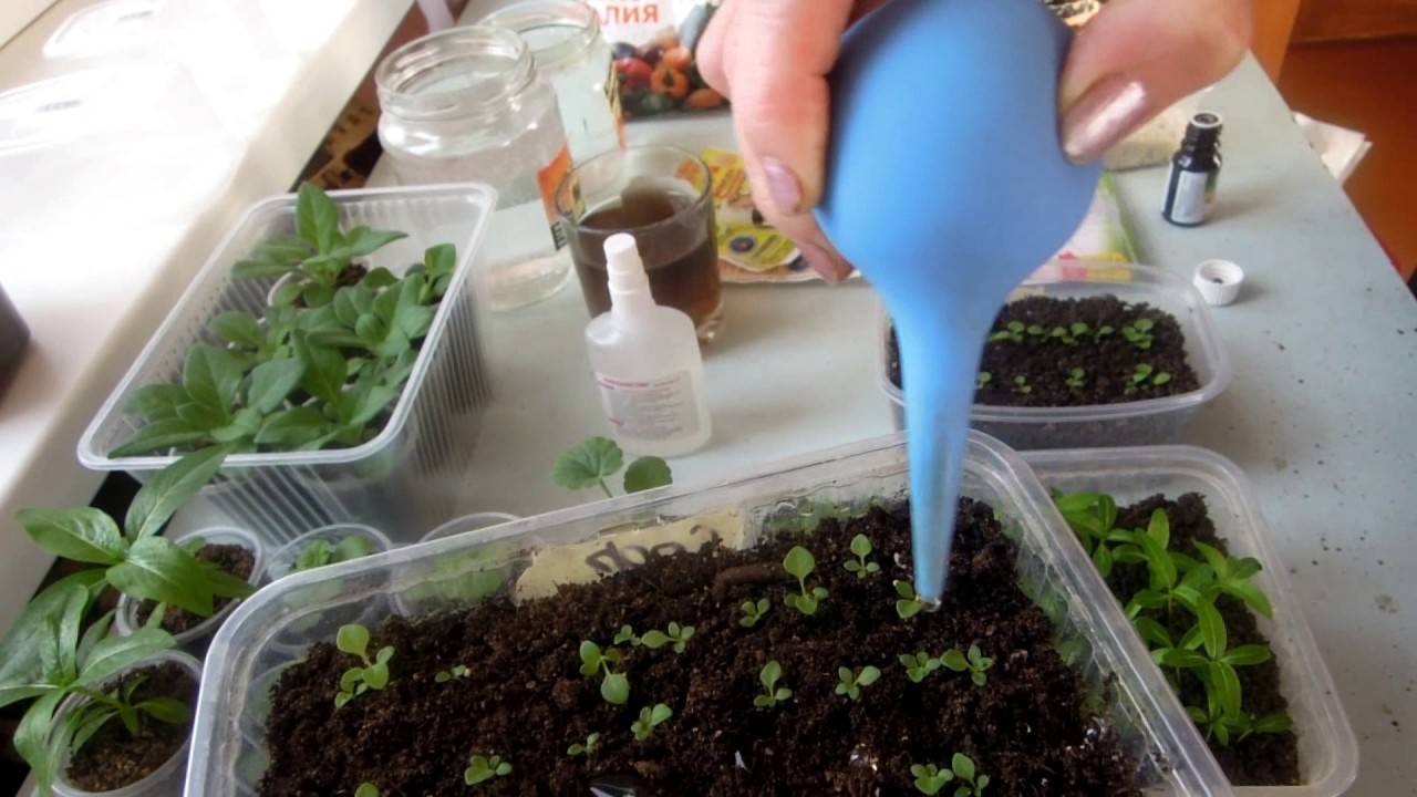 Цветы лобелии ампельной. выращивание из семян в домашних условиях