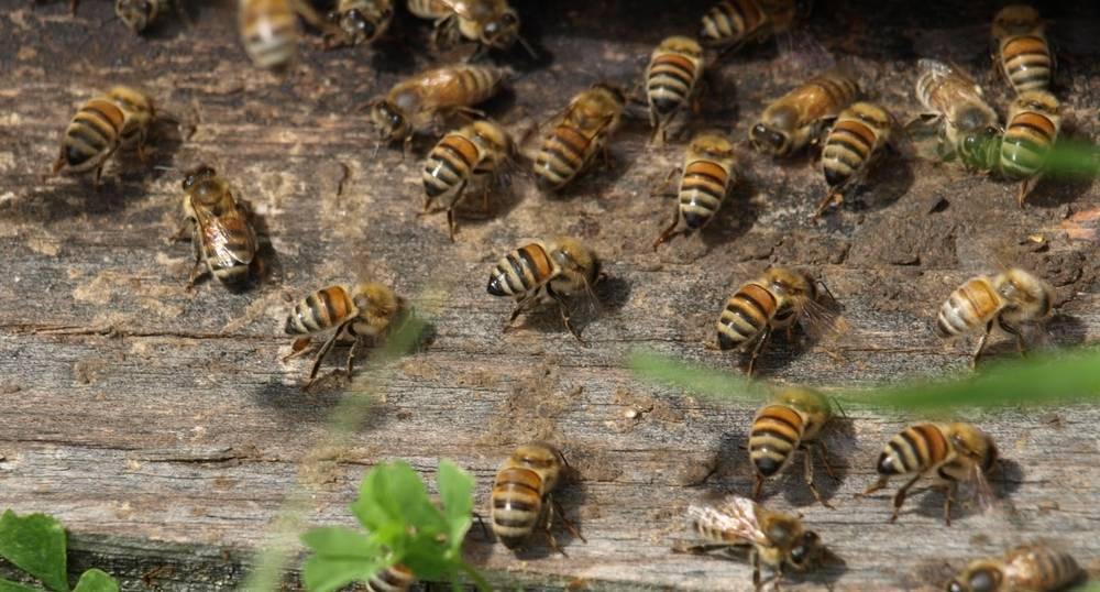 Незаразные и инфекционные болезни пчел