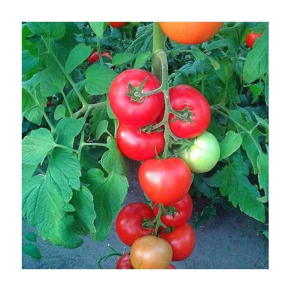 ✅ томат берберана f1: характеристика и описание сорта, фото, урожайность, выращивание - tehnoyug.com