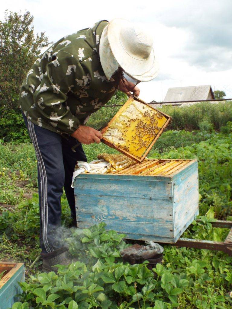Обработка пчел щавелевой кислотой: окуривание, опрыскивание