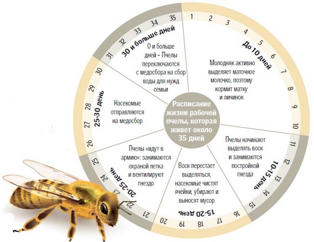 Фото календарь вывода пчеломаток