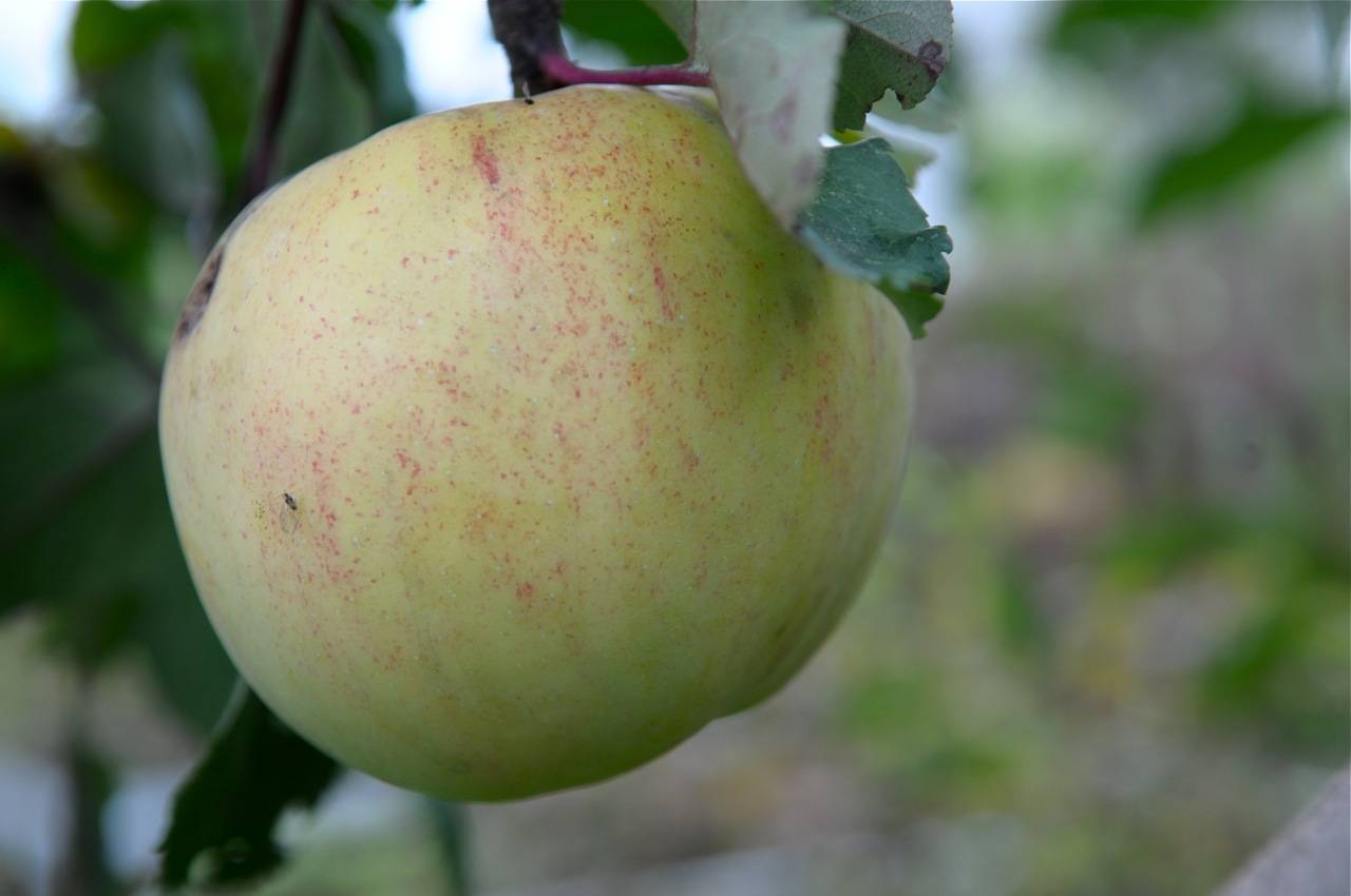 Яблоня сорта «болотовское»: подробная характеристика, агротехника выращивания и уход за деревом, фото
