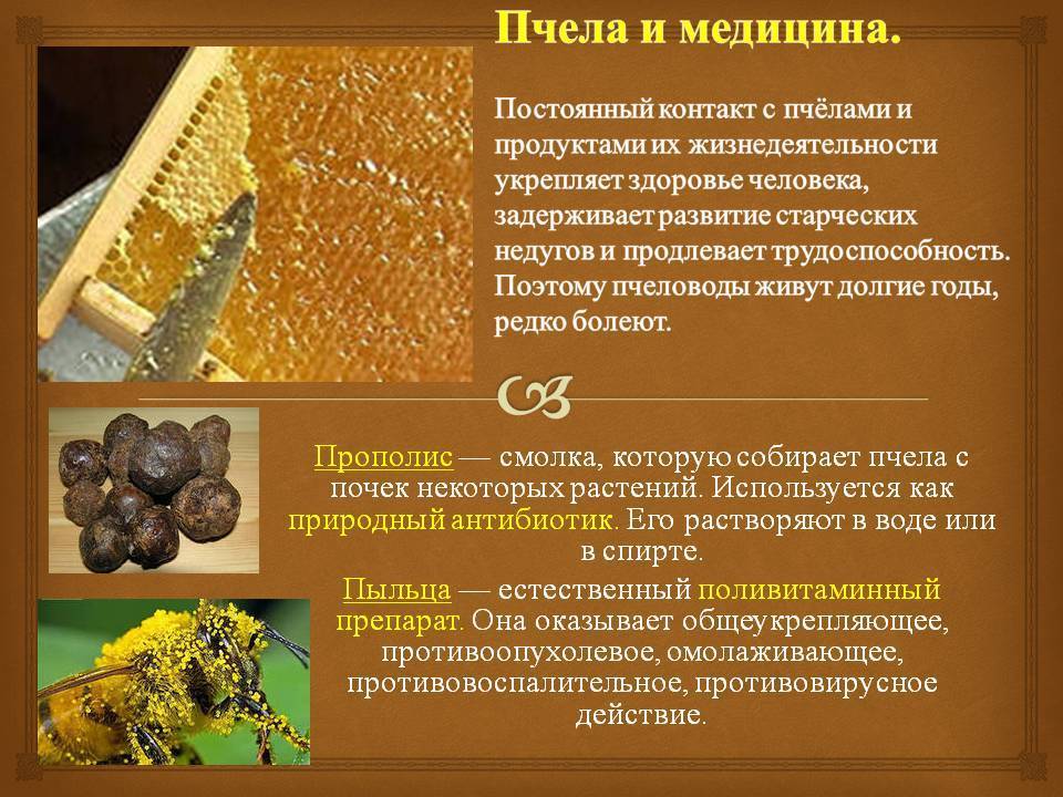 Значение пчёл в природе и жизни человека: описание, польза