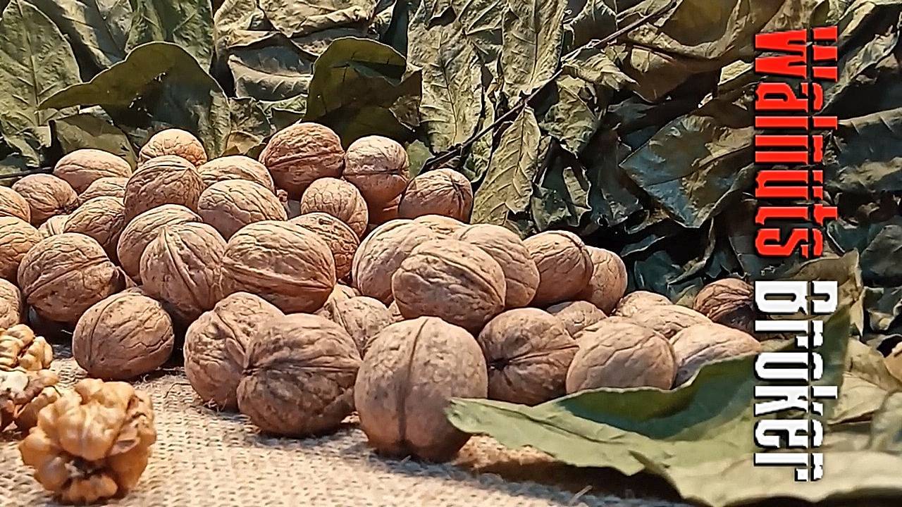 Выращивание и уход за фундуком: как правильно вырастить дерево из орешка, саженца в открытом грунте, как посадить в домашних условиях, в чем разница с лесным орехом?
