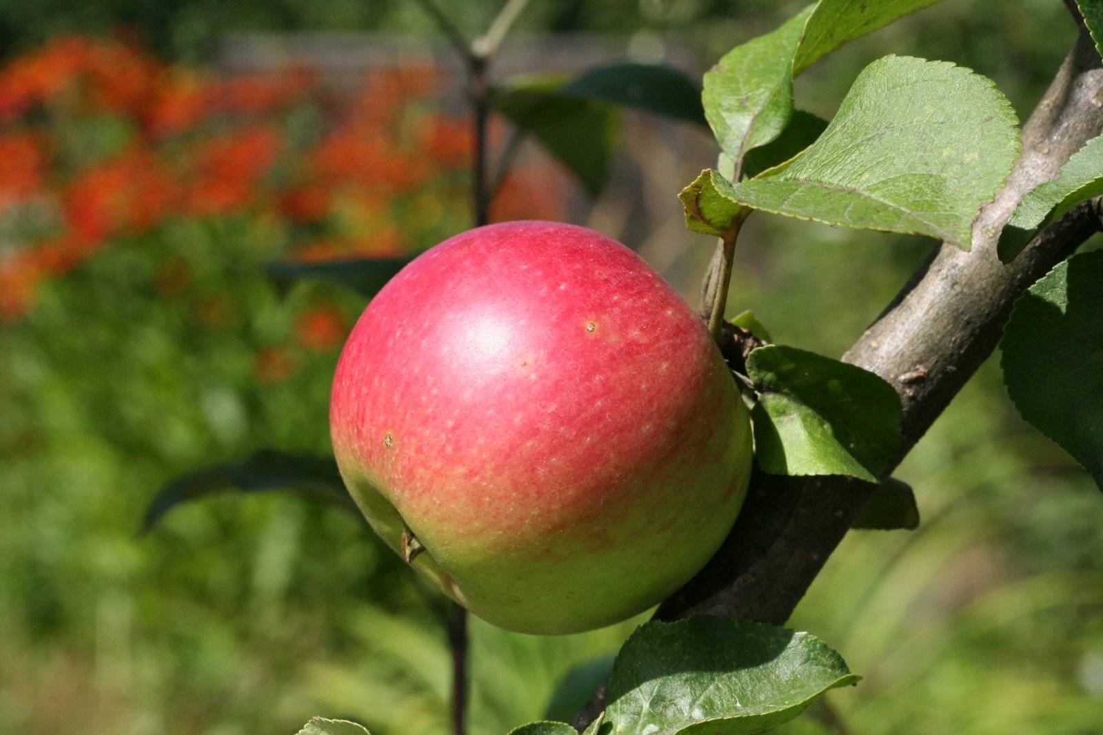 Сорт яблони подарок садоводам: фото, отзывы, описание, характеристики