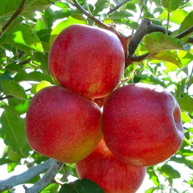 Джонаголд яблоня: описание сорта, отзывы, урожайность, фото, стоит ли сажать