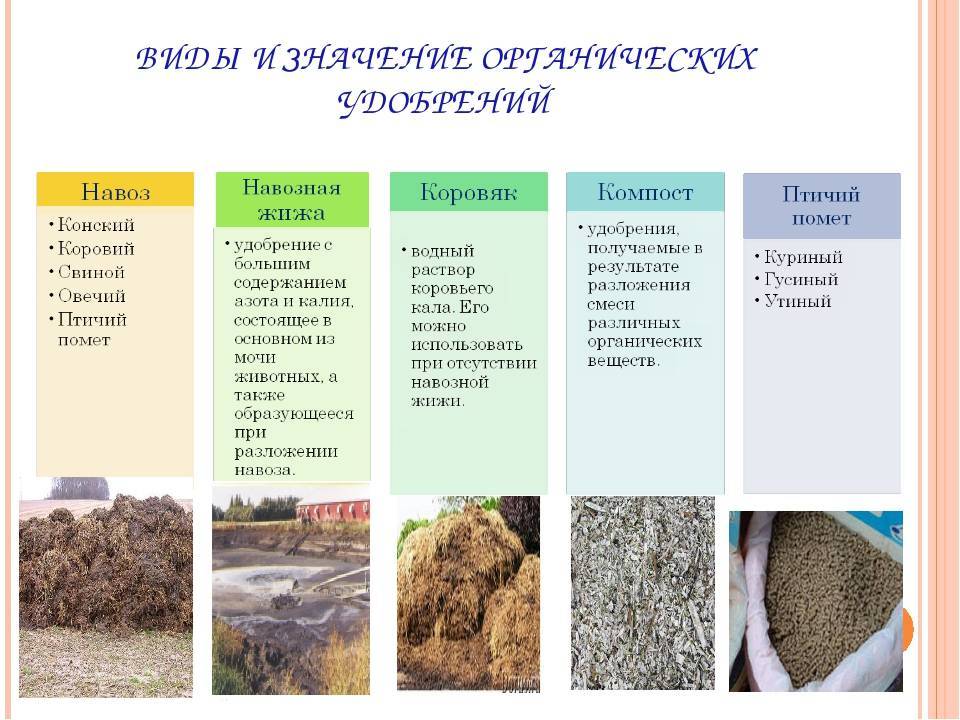 О минеральных удобрениях для сада и огорода: виды и характеристика, когда вносят